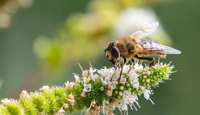 Bevorderen biodiversiteit gemeente Houten