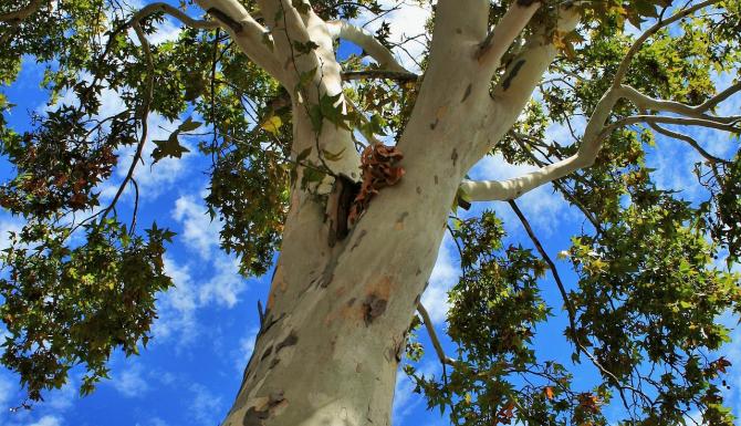Exoten voor biodiversiteit