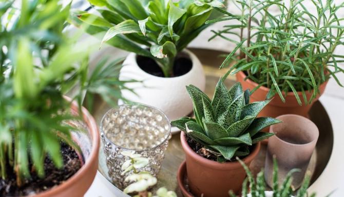 Training Kamerplanten advisering en verzorging