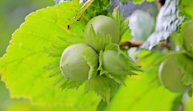 UGD module Eetbaar Groen