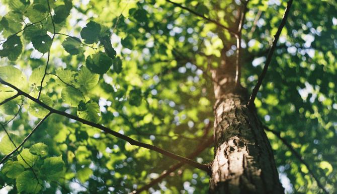 TreeTag campagne