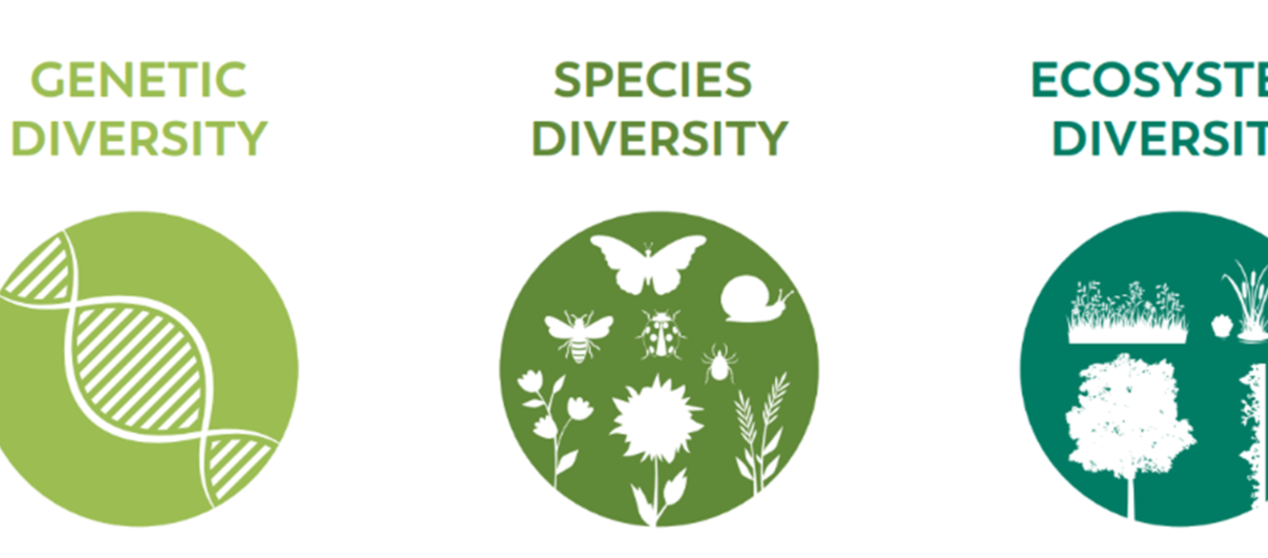 Biodiversity Monitoring in Urban Environments