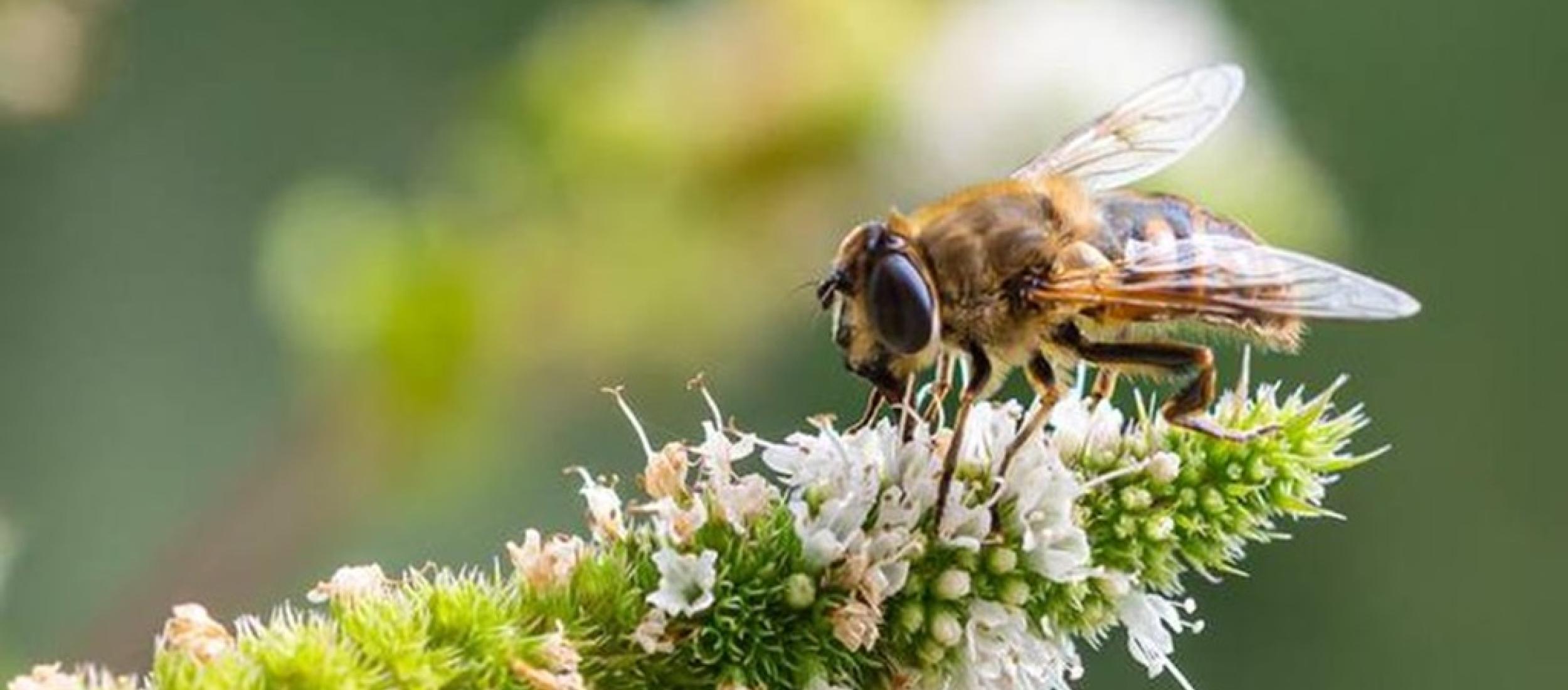 Masterclass Biodiversiteit