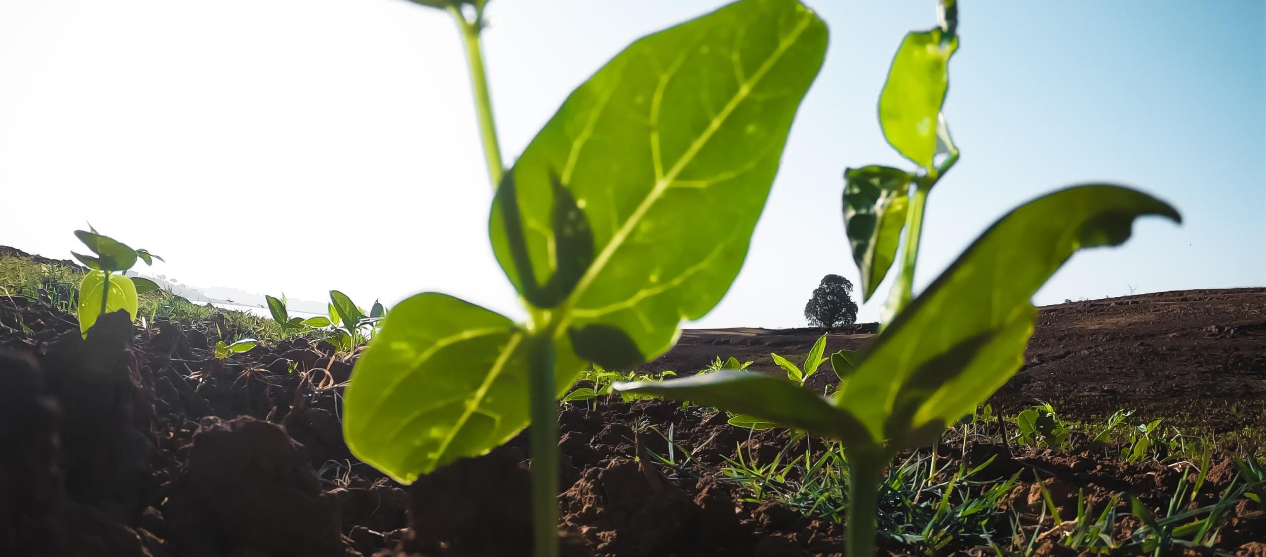 Kennisbijeenkomst Groenstudieclub