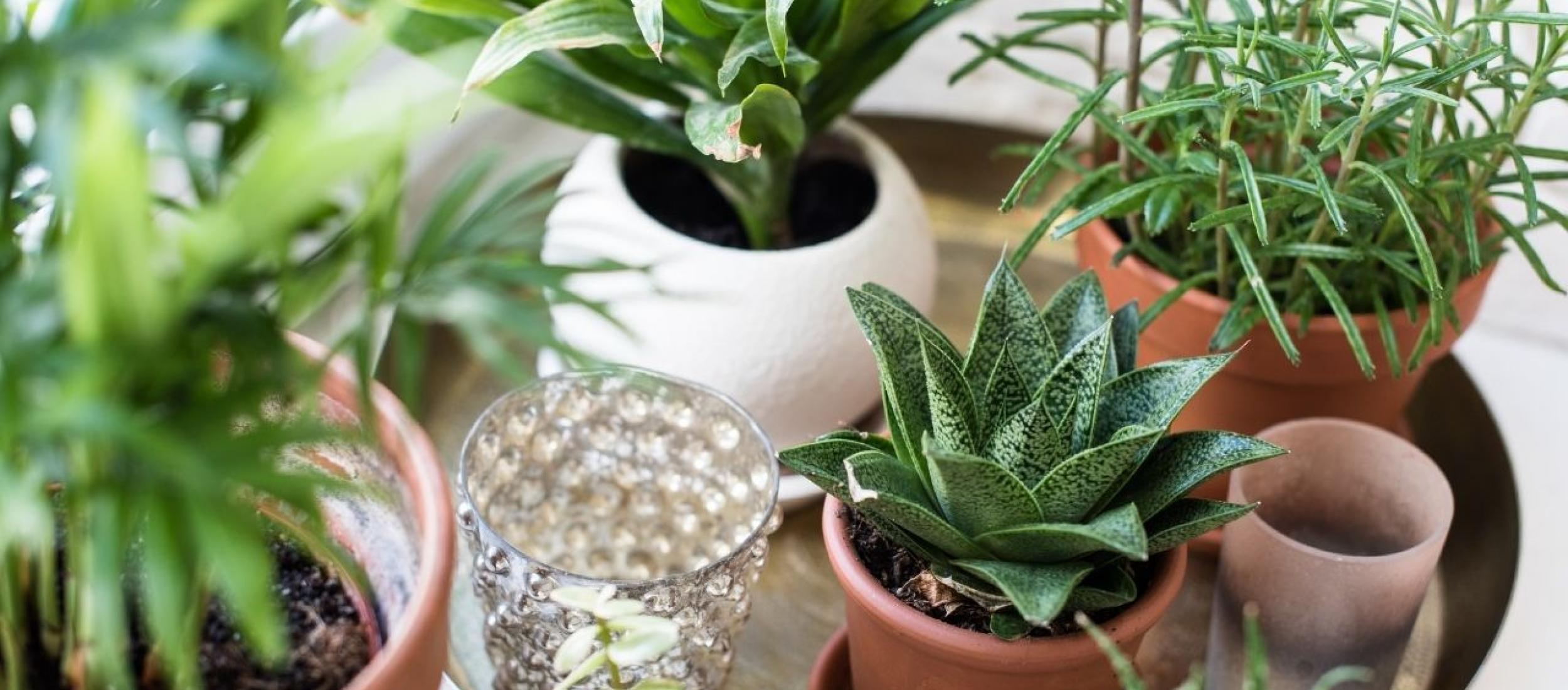 Training Kamerplanten