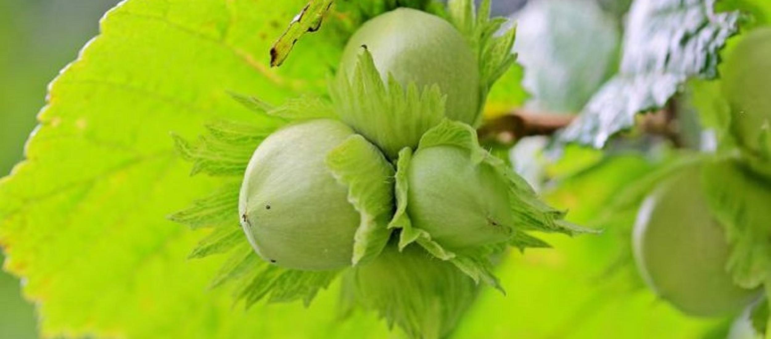 UGD module Eetbaar Groen