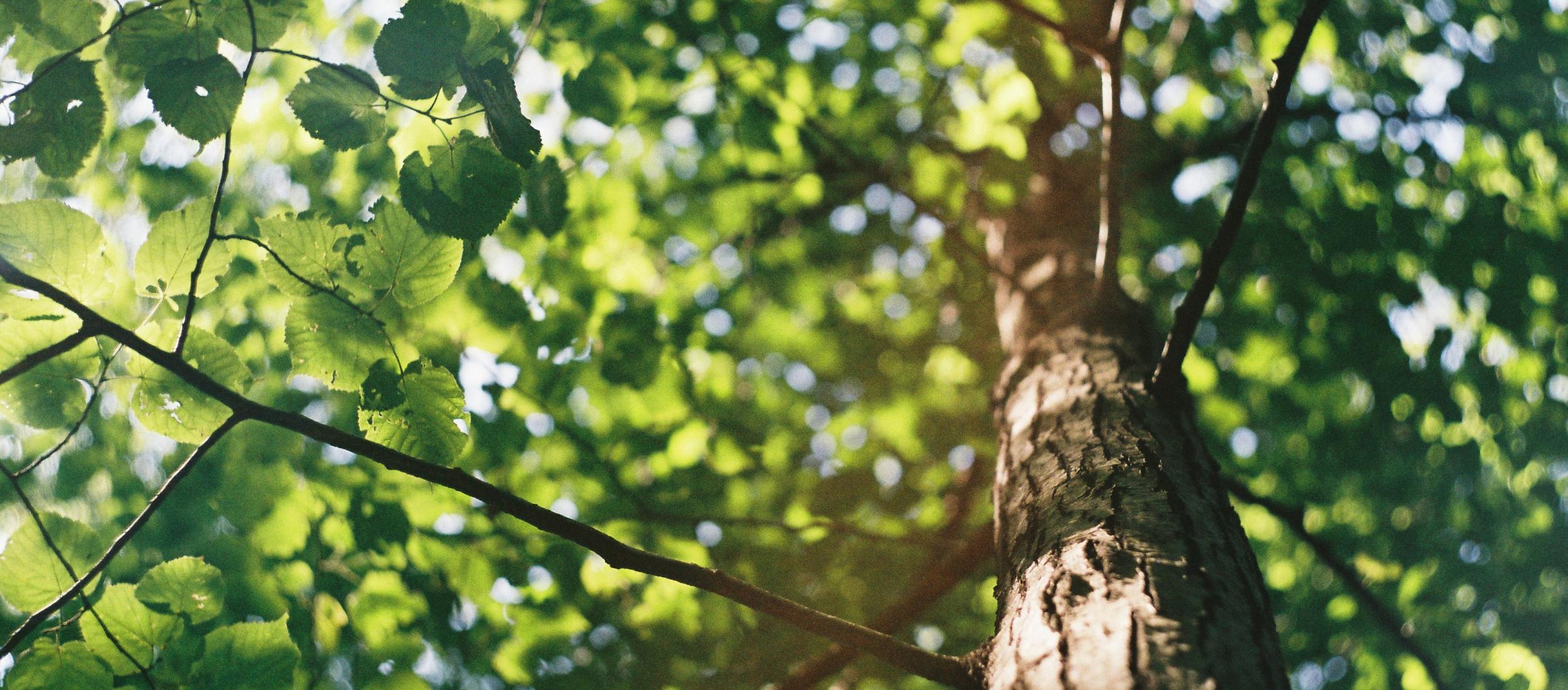 TreeTag campagne