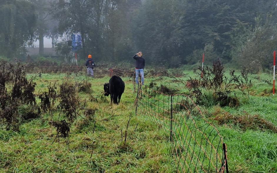 Project Sinusbeheer met grazers