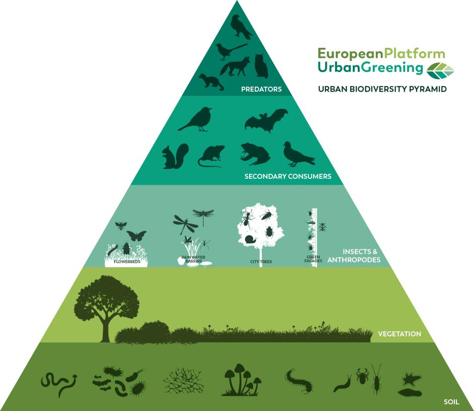 Urban Biodiversity pyramid