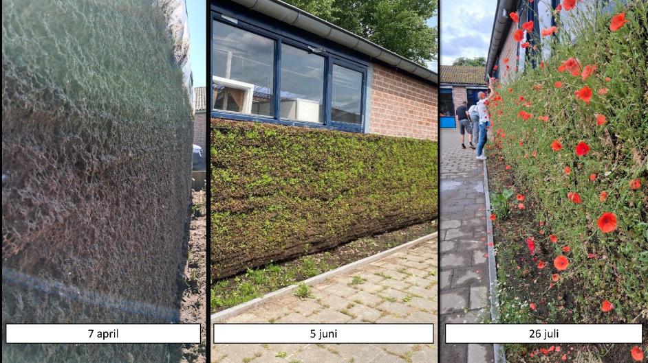 BreatheGreen lente 2025