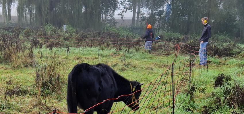 Project Sinusbeheer met grazers