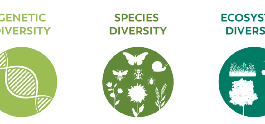 Biodiversity Monitoring in Urban Environments