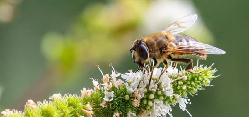 Masterclass Biodiversiteit