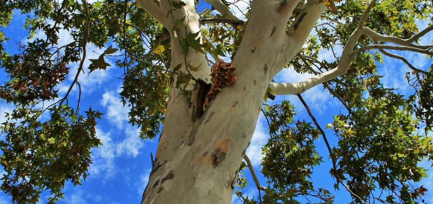 Exoten voor biodiversiteit