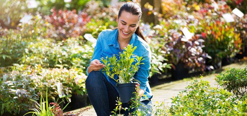 Training plantenkennis basis