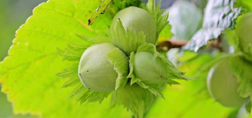 UGD module Eetbaar Groen