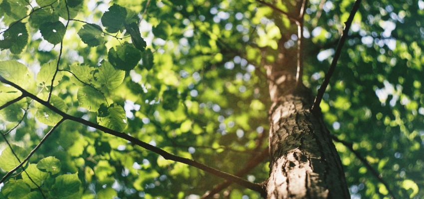 TreeTag campagne