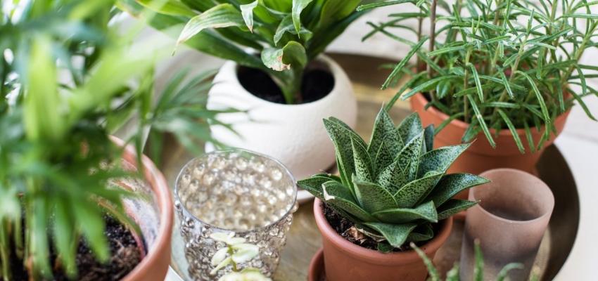 Training Kamerplanten; advisering en verzorging